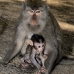 monkey_macaque_balinese_mf_ubud_v_1413_bal5134.jpg